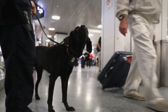 Are Drug Sniffing Dogs Trained To Smell Multiple Drugs