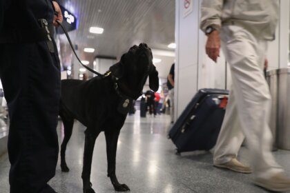 Are Drug Sniffing Dogs Trained To Smell Multiple Drugs