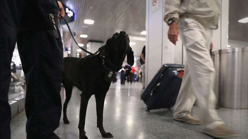 Are Drug Sniffing Dogs Trained To Smell Multiple Drugs