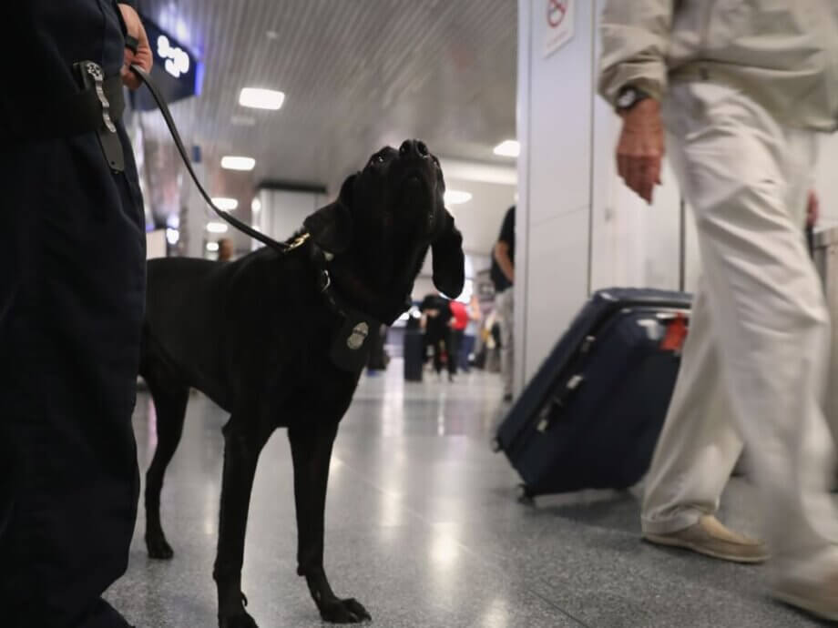 Are Drug Sniffing Dogs Trained To Smell Multiple Drugs