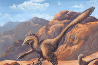 A Dinosaur A Day: Velociraptor mongoliensis, V. osmolskae
