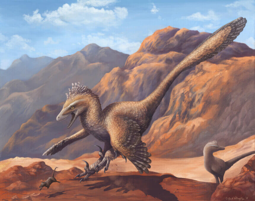 A Dinosaur A Day: Velociraptor mongoliensis, V. osmolskae