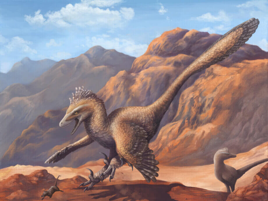 A Dinosaur A Day: Velociraptor mongoliensis, V. osmolskae