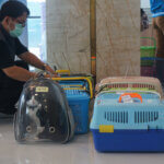 Jakarta's 'Cat Island': Welfare Concerns or Wildlife Haven? - World ...