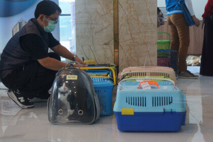 Jakarta's 'Cat Island': Welfare Concerns or Wildlife Haven? - World ...