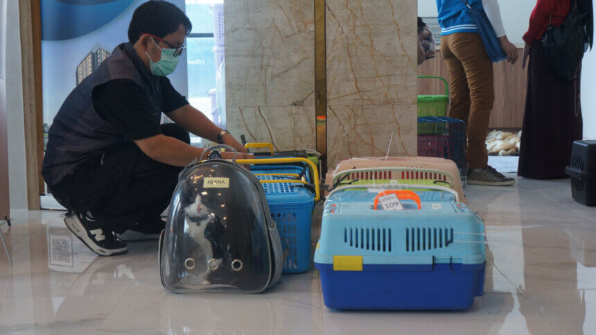 Jakarta's 'Cat Island': Welfare Concerns or Wildlife Haven? - World ...