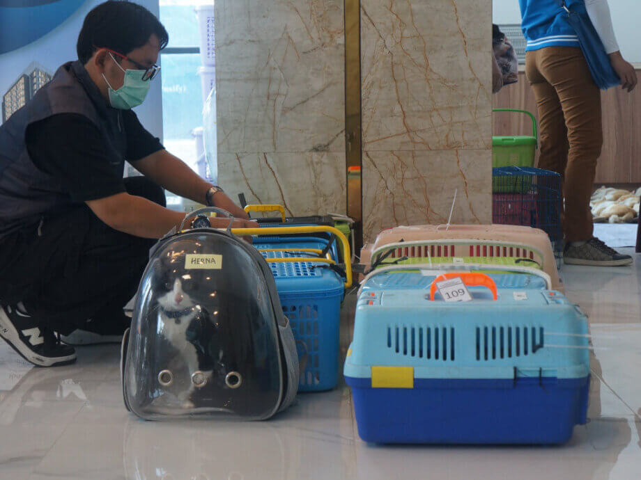 Jakarta's 'Cat Island': Welfare Concerns or Wildlife Haven? - World ...