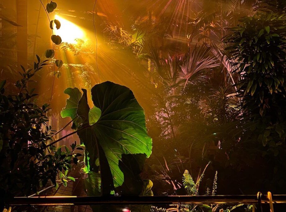[京都府立植物園]で幻想的なアートナイトイベント 『LIGH…