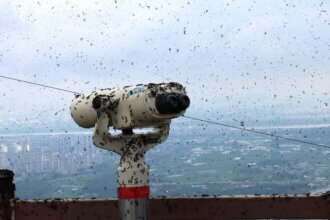 Seoul's Swarm of 'lovebugs' - BBC Newsround
