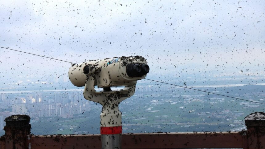 Seoul's Swarm of 'lovebugs' - BBC Newsround