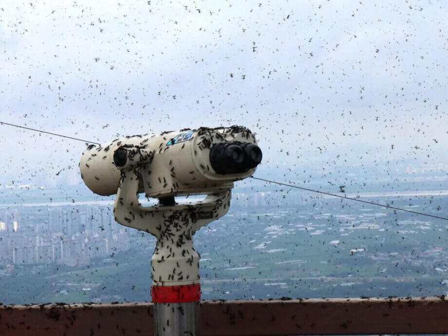 Seoul's Swarm of 'lovebugs' - BBC Newsround