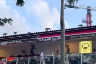 30 Monkeys Invade Punggol Settlement Shops & Steal Food, Business ...