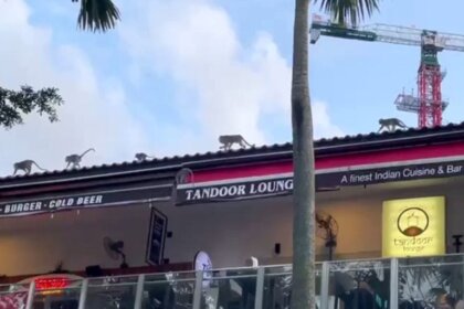 30 Monkeys Invade Punggol Settlement Shops & Steal Food, Business ...