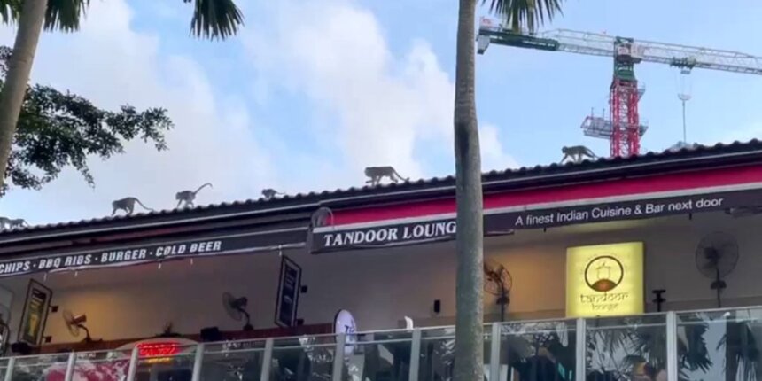 30 Monkeys Invade Punggol Settlement Shops & Steal Food, Business ...