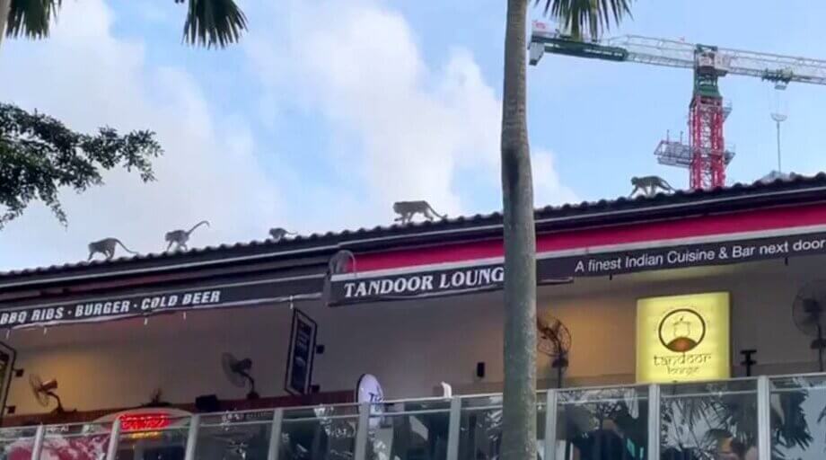 30 Monkeys Invade Punggol Settlement Shops & Steal Food, Business ...