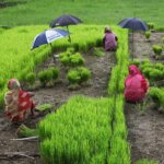 bangladesh, women, rice, green rice, bangladesh, bangladesh, bangladesh, bangladesh, bangladesh