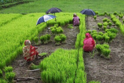 bangladesh, women, rice, green rice, bangladesh, bangladesh, bangladesh, bangladesh, bangladesh