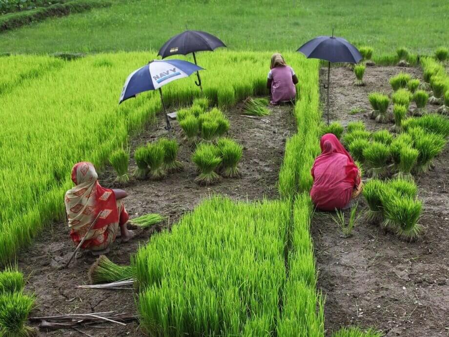 bangladesh, women, rice, green rice, bangladesh, bangladesh, bangladesh, bangladesh, bangladesh