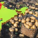 Which State Is The Largest Producer Of Processed Potatoes In India ...
