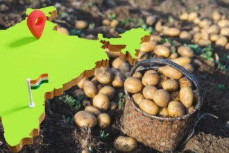 Which State Is The Largest Producer Of Processed Potatoes In India ...