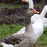 Geese as good as a guard dog | Southern Highland News | Bowral, NSW