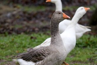 Geese as good as a guard dog | Southern Highland News | Bowral, NSW