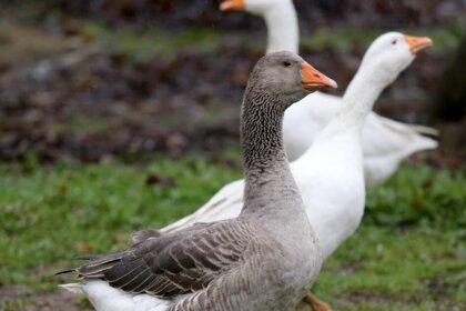Geese as good as a guard dog | Southern Highland News | Bowral, NSW