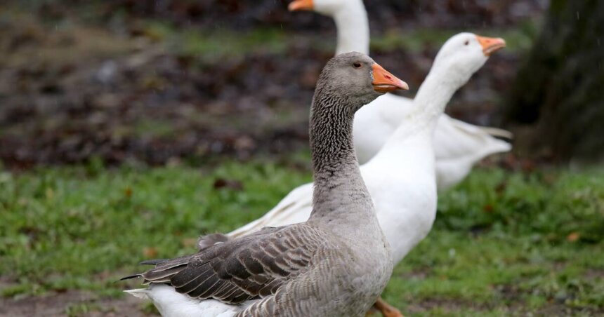 Geese as good as a guard dog | Southern Highland News | Bowral, NSW