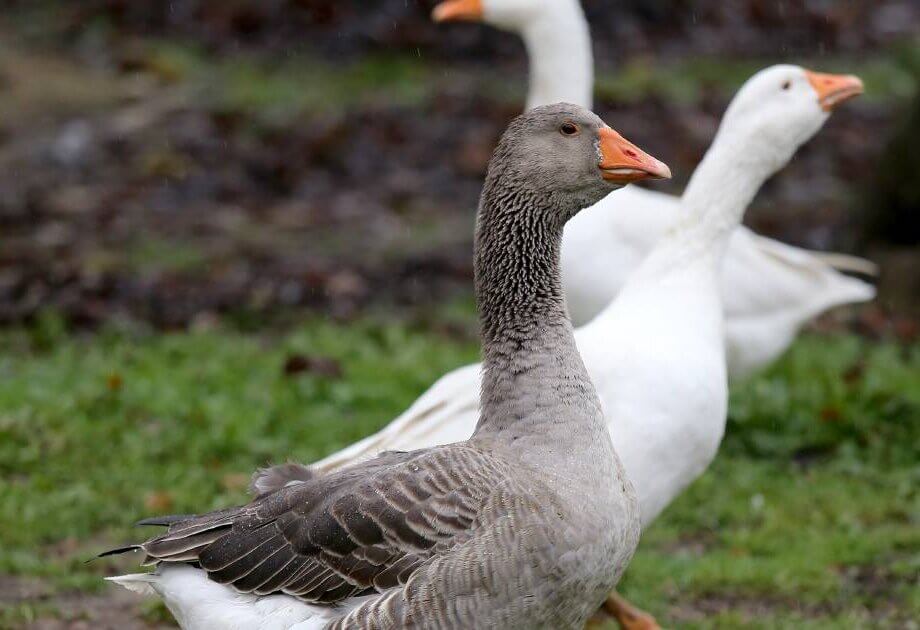Geese as good as a guard dog | Southern Highland News | Bowral, NSW