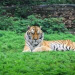 Conservation Efforts to Save Endangered South China Tigers