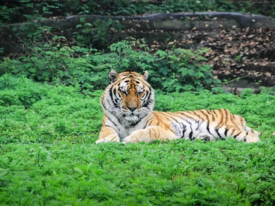 Conservation Efforts to Save Endangered South China Tigers