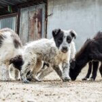 What Are Stray Animals?