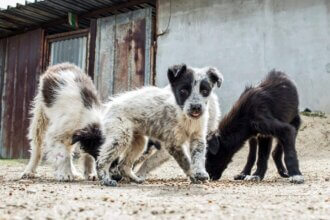 What Are Stray Animals?