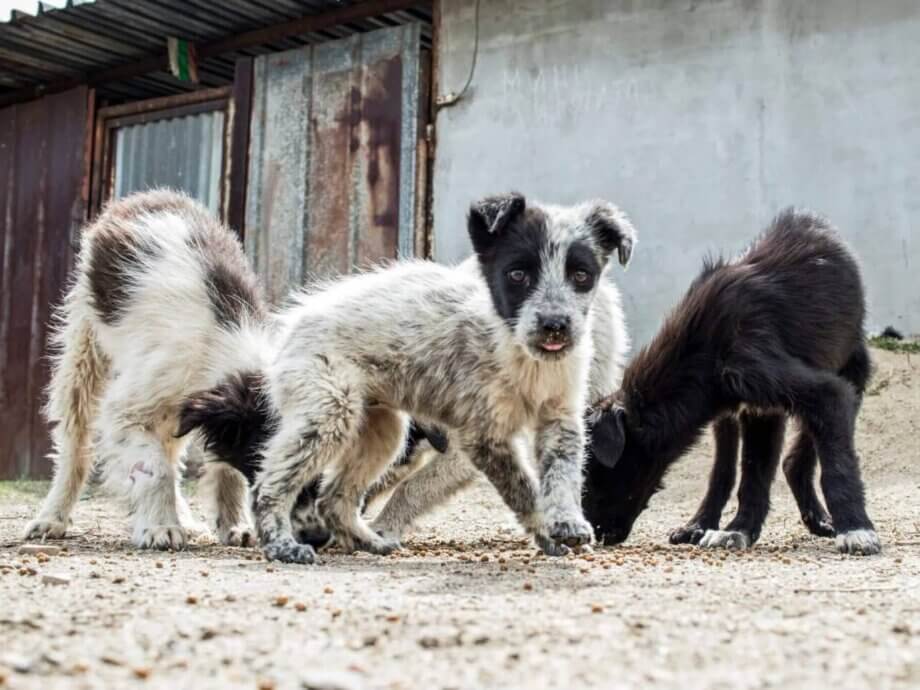 What Are Stray Animals?