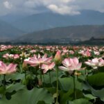 Miracle in Kashmir: Lotus Beds Bloom Again in Wular Lake After 30 Years ...