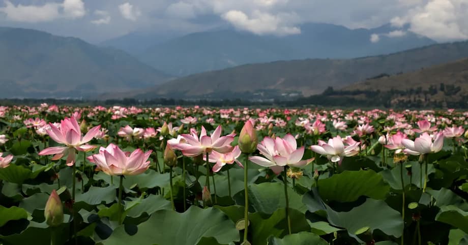 Miracle in Kashmir: Lotus Beds Bloom Again in Wular Lake After 30 Years ...