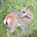 Professional wildlife atlas decodes biodiversity of China's Qilian ...