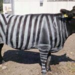 Should Wyoming Ranchers Paint Zebra Stripes On Their Cows? Science Says ...