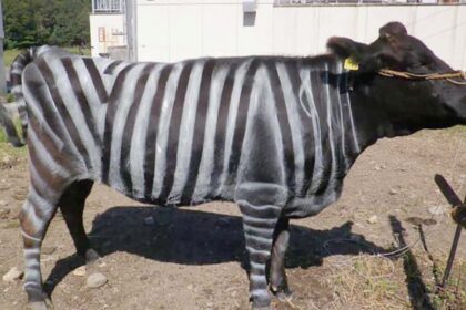 Should Wyoming Ranchers Paint Zebra Stripes On Their Cows? Science Says ...