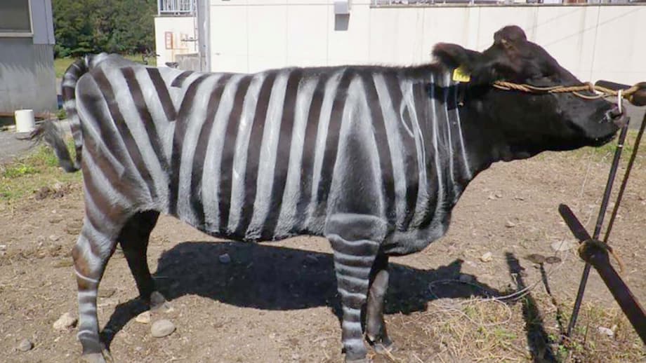 Should Wyoming Ranchers Paint Zebra Stripes On Their Cows? Science Says ...