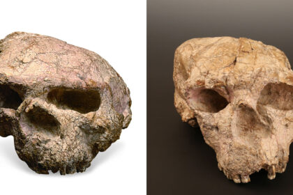 China restores appearance of million-year-old 'Yunxian Man' fossil - CGTN
