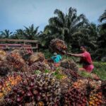 Palm Oil Rises on Malaysia Floods, Higher Indonesian Export Tax – MPOC