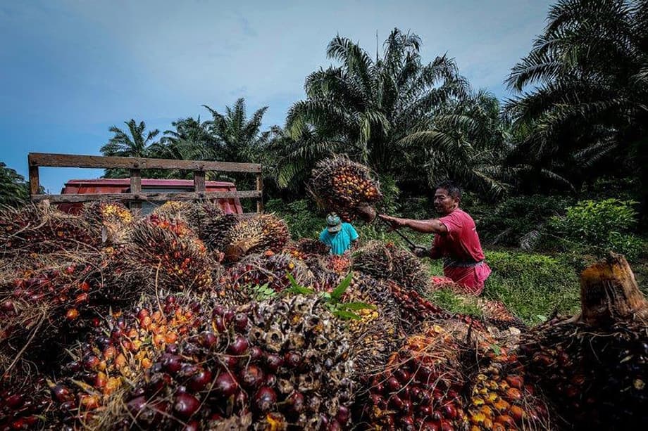 Palm Oil Rises on Malaysia Floods, Higher Indonesian Export Tax – MPOC