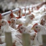 The Future of the Poultry Industry in Indonesia: Projections for 2025