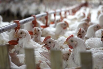 The Future of the Poultry Industry in Indonesia: Projections for 2025