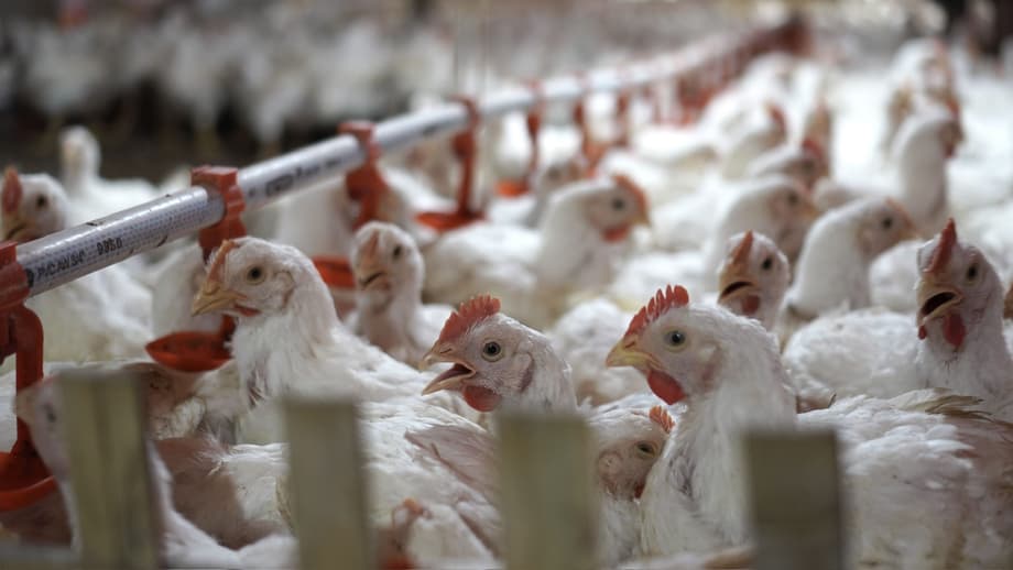 The Future of the Poultry Industry in Indonesia: Projections for 2025