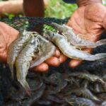 Major Indonesian Shrimp Exporter PT. Bahari Makmur Sejati Placed on FDA ...