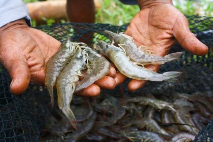 Major Indonesian Shrimp Exporter PT. Bahari Makmur Sejati Placed on FDA ...