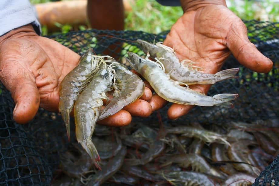 Major Indonesian Shrimp Exporter PT. Bahari Makmur Sejati Placed on FDA ...