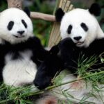 Malaysia to welcome two new giant pandas